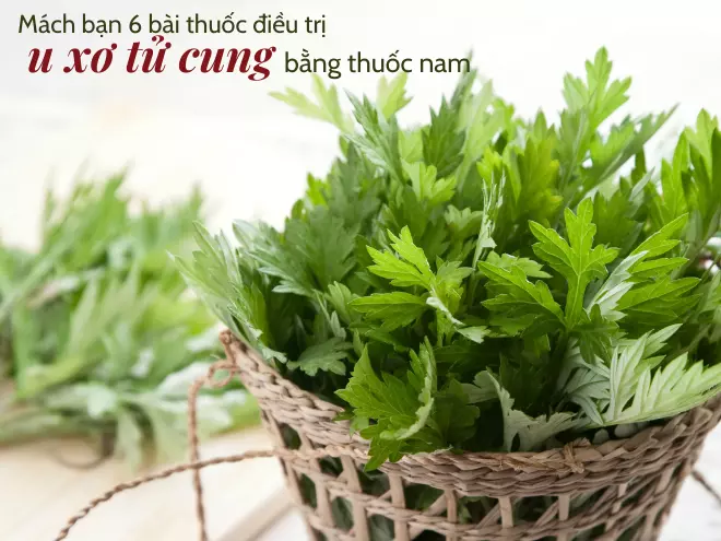 Mách bạn 6 bài thuốc điều trị u xơ tử cung bằng thuốc nam